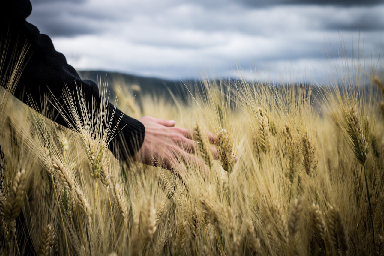 A hand gently touching golden wheat in a lush field under a cloudy sky in Italy.